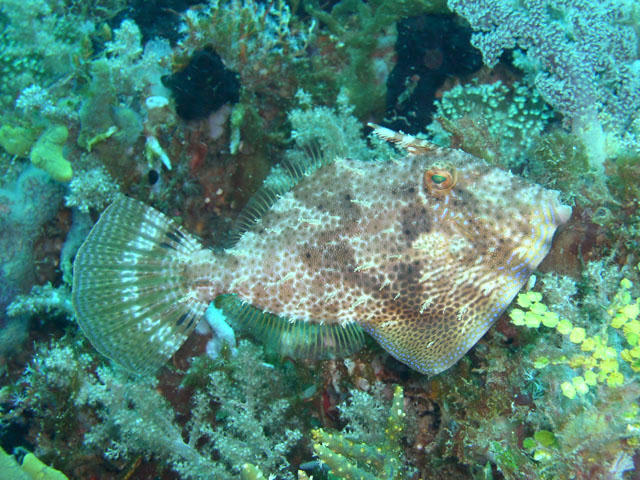 Pseudomonacanthus macrurus (Pesce lima d'alga)